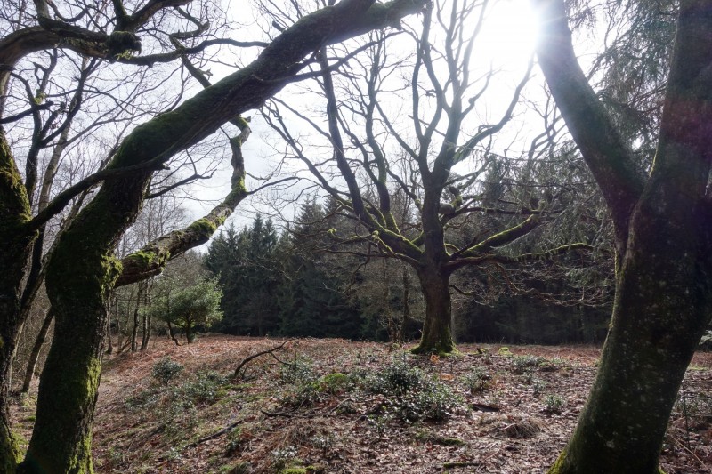 Hohes Venn: Statte und Sawe