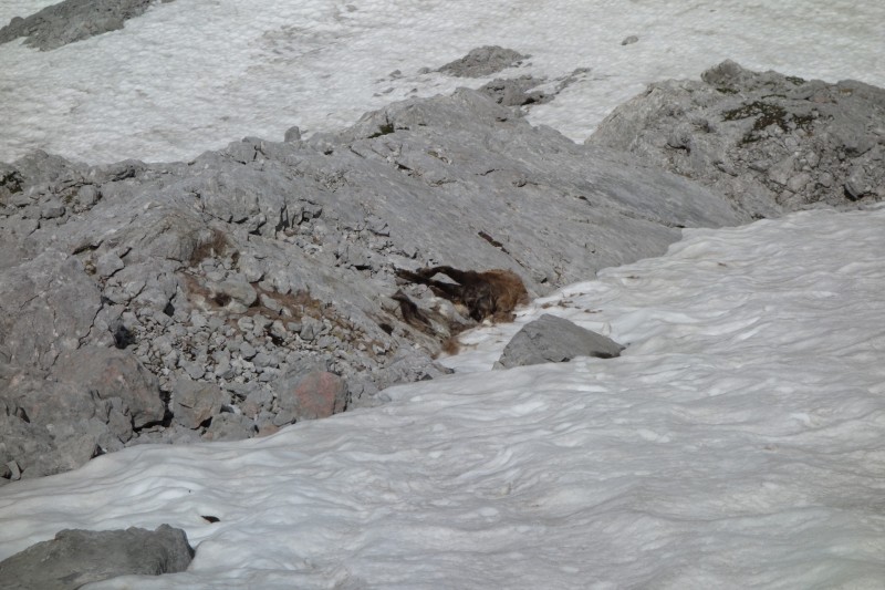 K�rlingerhaus - Sch�nfeldspitze - Riemannhaus