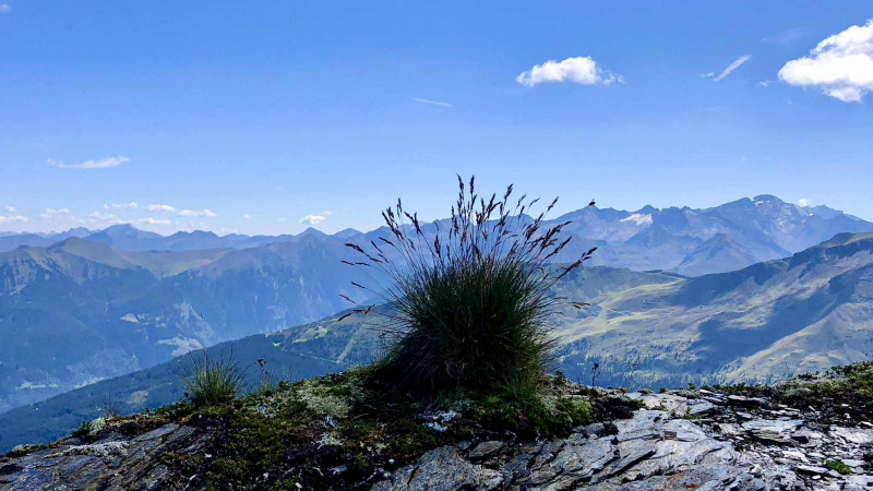 Kalkbretterkopf