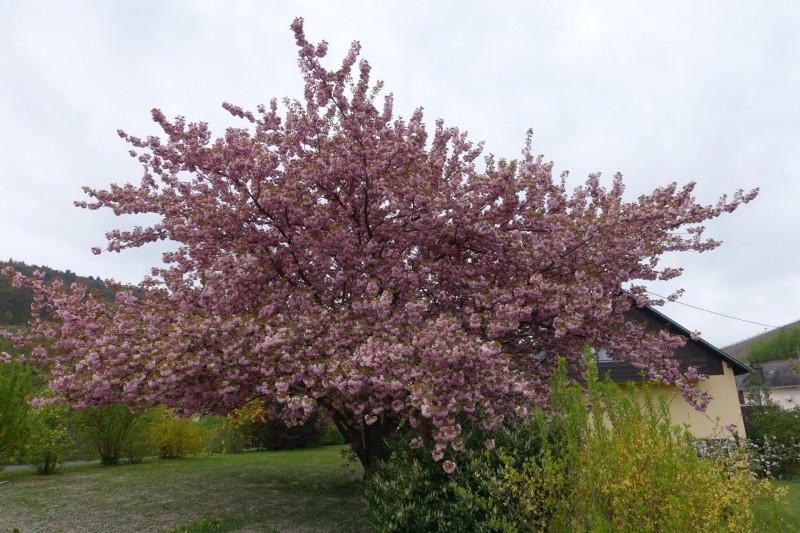 Kl�sserath - Schweich