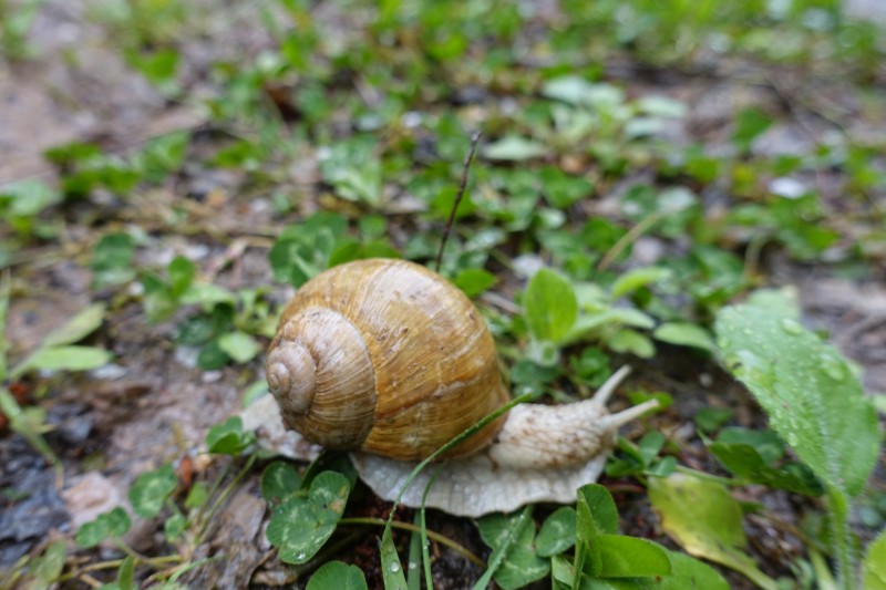 Kl�sserath - Schweich