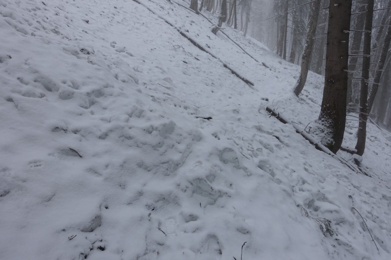 Kofel - Kolbenalm
