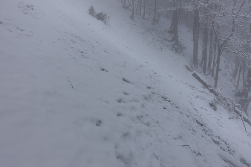 Kofel - Kolbenalm