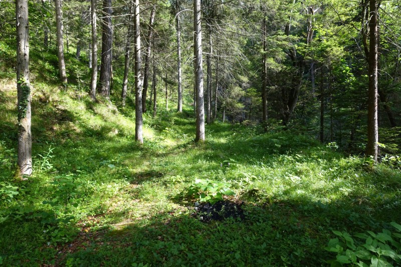 Kuhflucht