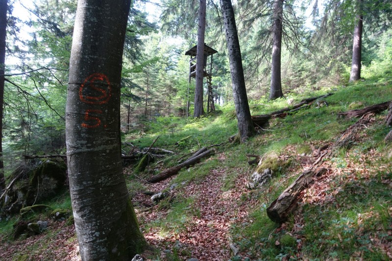 Kuhflucht