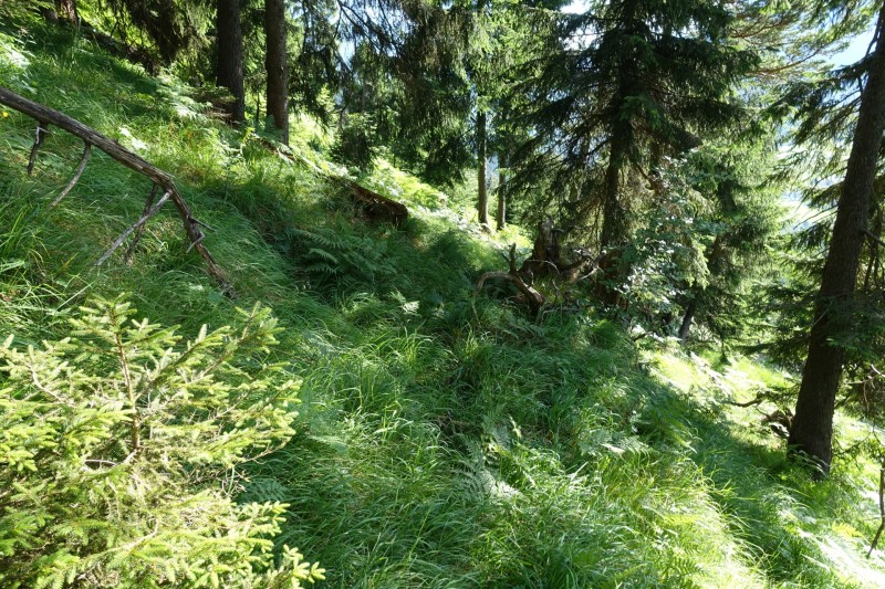 Kuhflucht