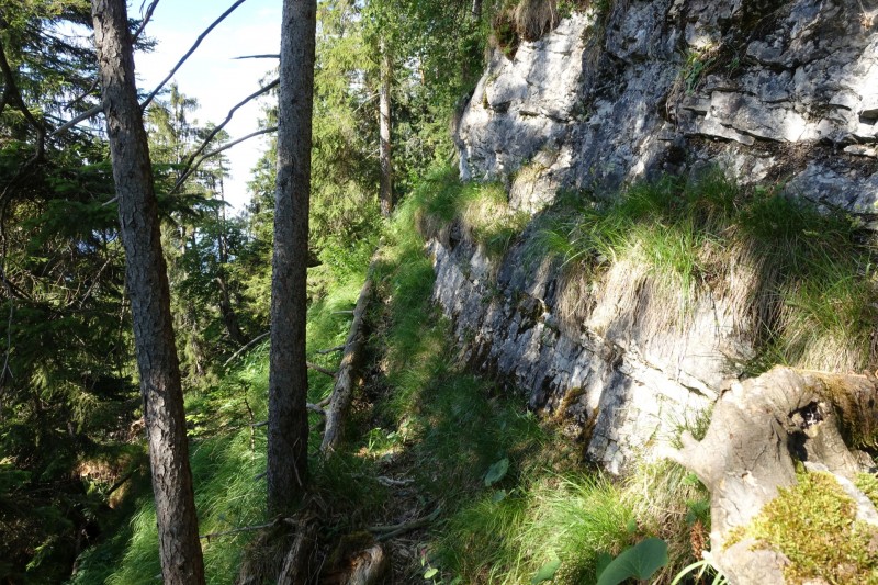 Kuhflucht