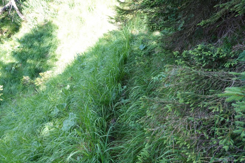 Kuhflucht