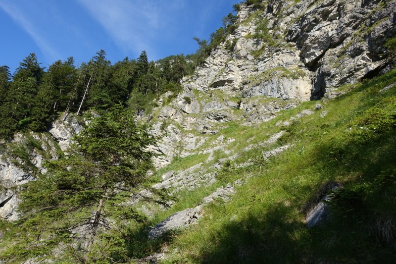 Kuhflucht