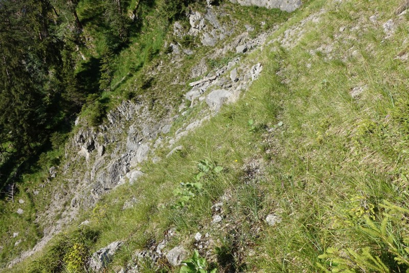 Kuhflucht