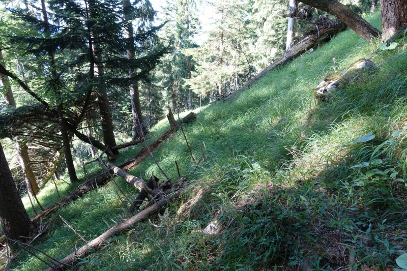 Kuhflucht