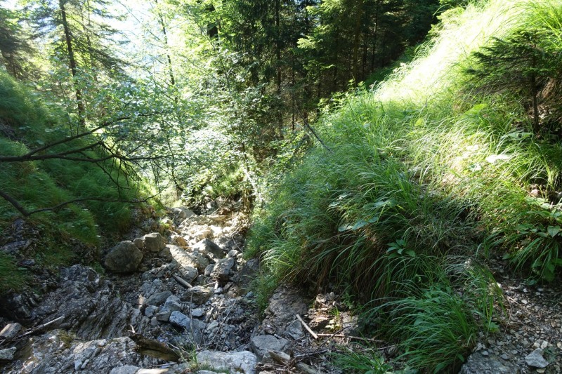 Kuhflucht