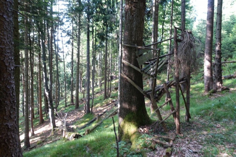 Kuhflucht