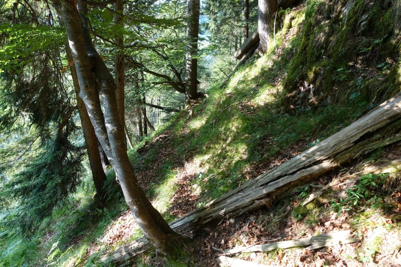 Kuhflucht