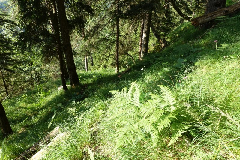 Kuhflucht