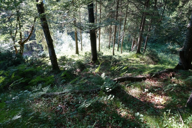 Kuhflucht