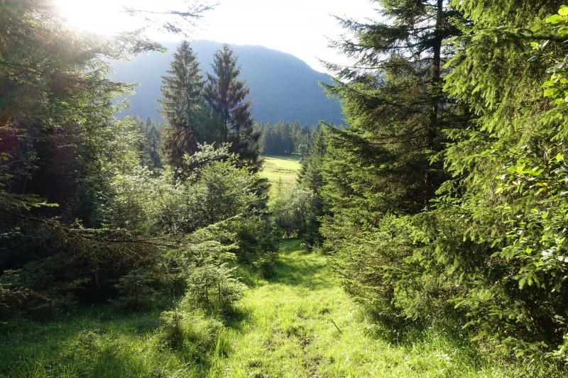Kuhflucht