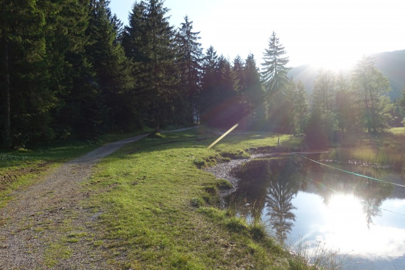 Kuhflucht