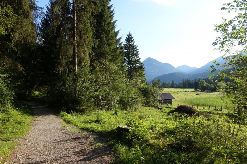 Kuhflucht