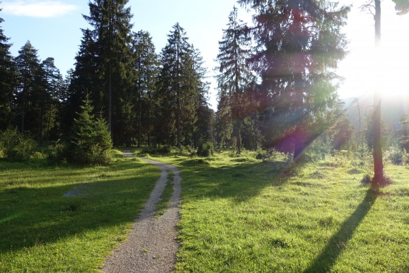 Kuhflucht