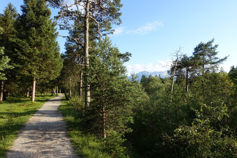Kuhflucht