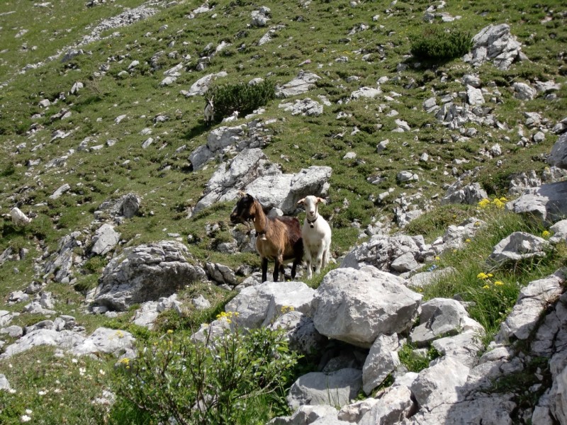 Lamsenspitze