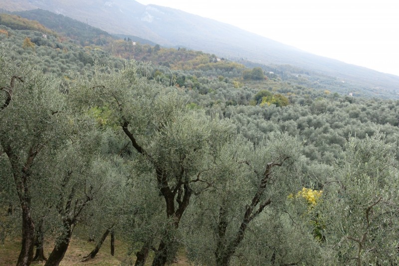 Cassone - Fiabio Alm - Malcesine