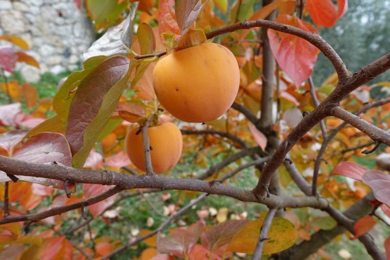 Cassone - Fiabio Alm - Malcesine