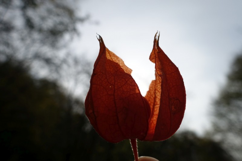Cassone - Fiabio Alm - Malcesine