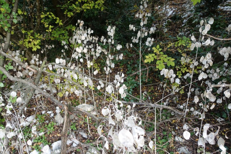 Cassone - Fiabio Alm - Malcesine