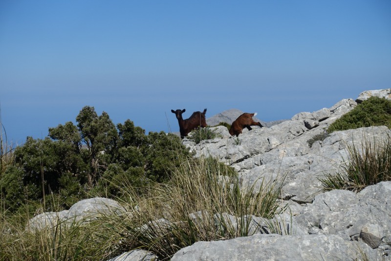 Massanella �berschreitung