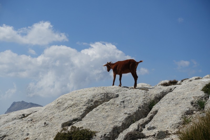 Massanella �berschreitung