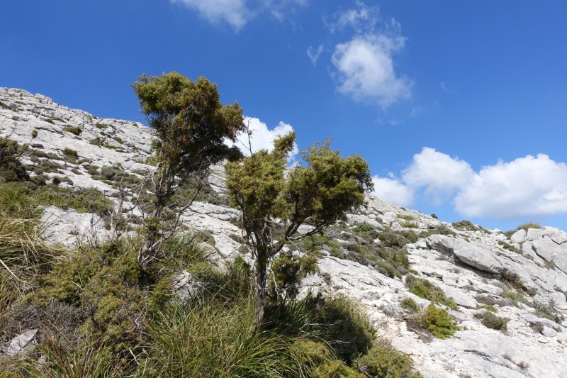 Massanella �berschreitung