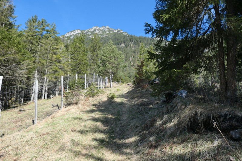 Maximiliansh�he - Pfade am Kramer