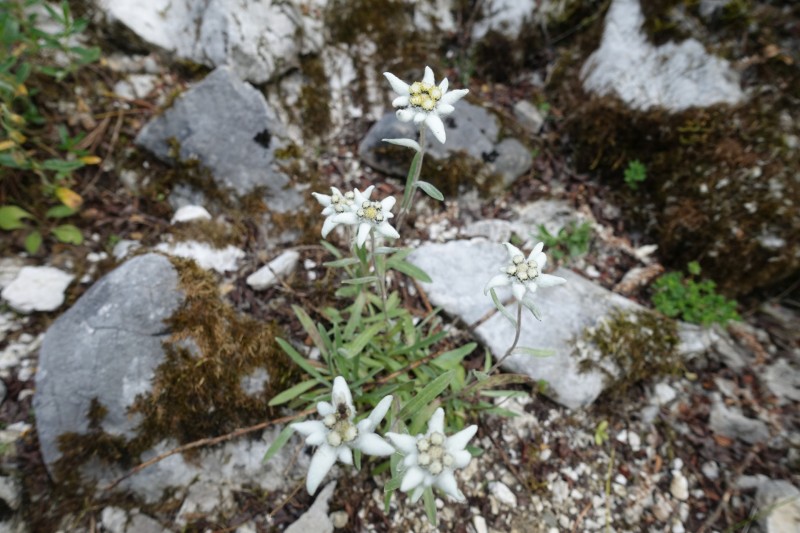 Meilerhtte - Frauenalpl - Schachen - Bockhtte - Kreuzeck