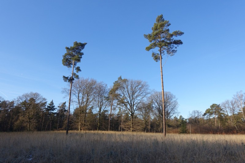Meinweg mittlere Runde