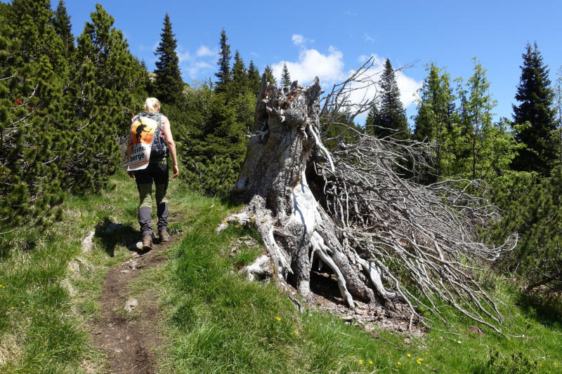Ochsenhütte - Historischer Grenzstein - Frieder - Friederspitz - Lausbichl - Scharfeck