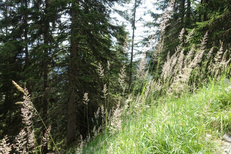 Parkplatz Puitbach - Rotmoosalm