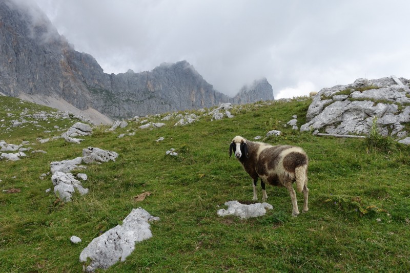 Parkplatz Puitbach - Rotmoosalm