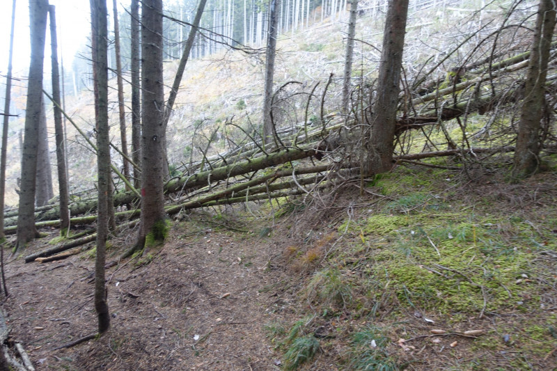 Parkplatz-Wengwies - Heldenkreuz - Osterfeuerspitze - Asamklamm - Parkplatz-Wengwies