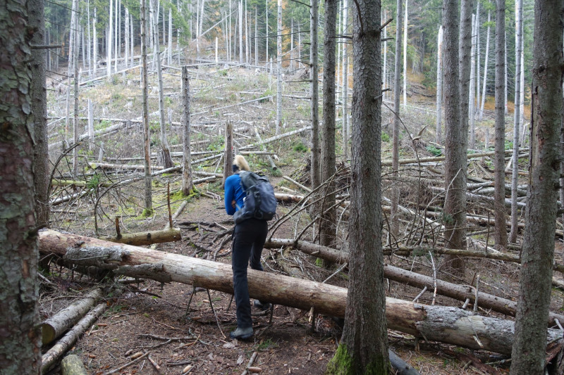 Parkplatz-Wengwies - Heldenkreuz - Osterfeuerspitze - Asamklamm - Parkplatz-Wengwies