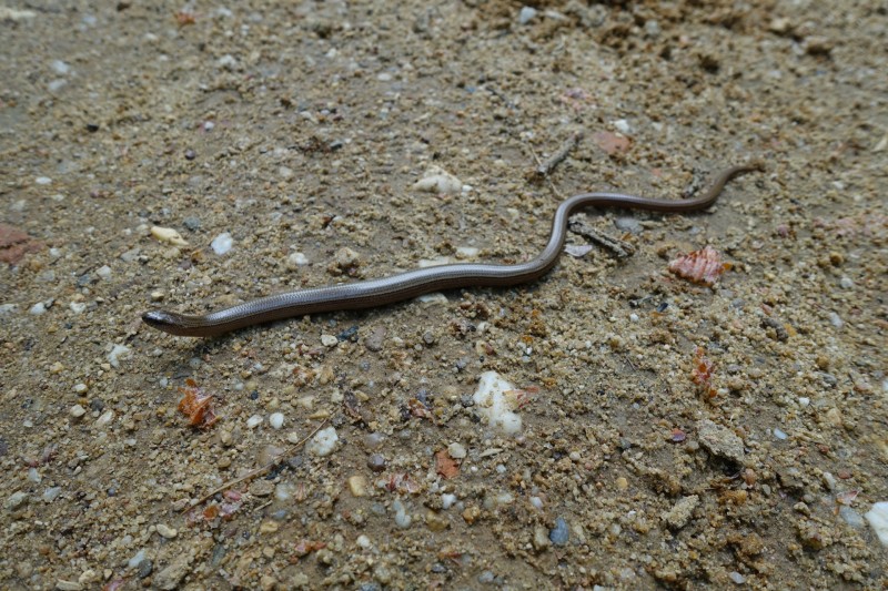 Premiumweg Schwalmbruch