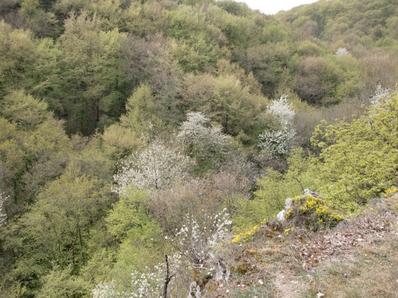 Traumpfad Pyrmonter Felsensteig