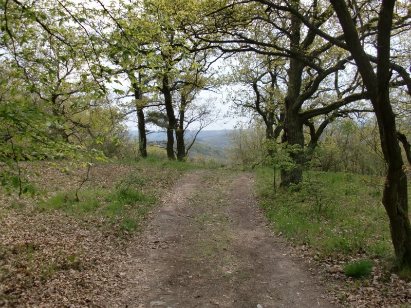 Traumpfad Pyrmonter Felsensteig