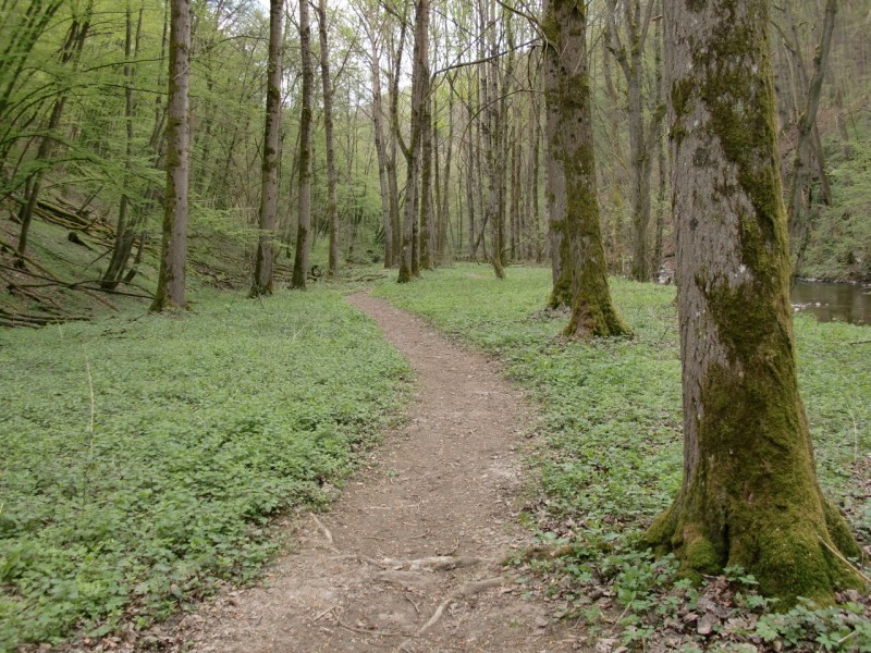 Traumpfad Pyrmonter Felsensteig
