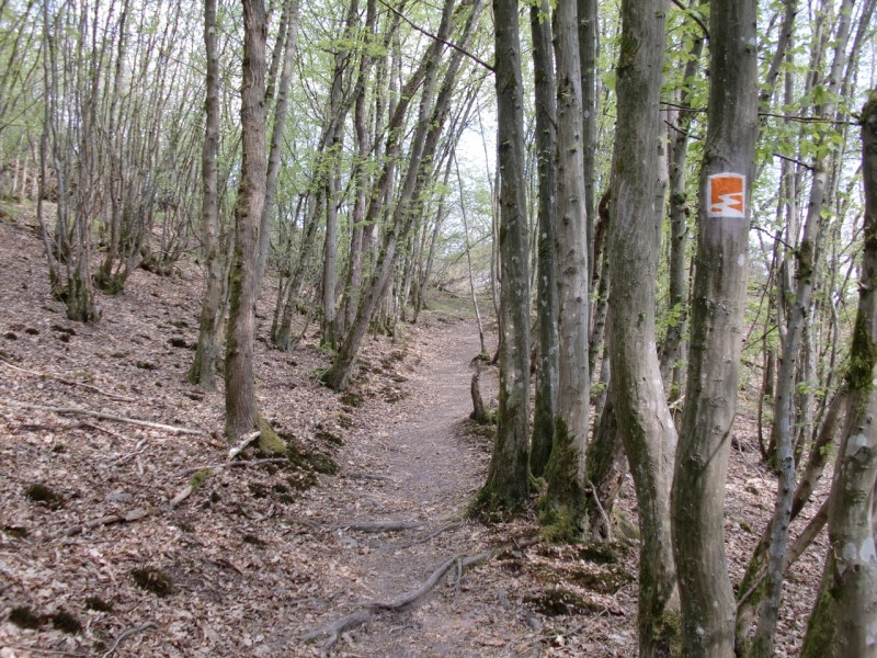 Traumpfad Pyrmonter Felsensteig