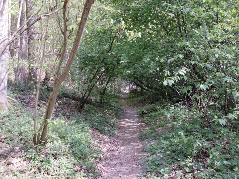 Traumpfad Pyrmonter Felsensteig