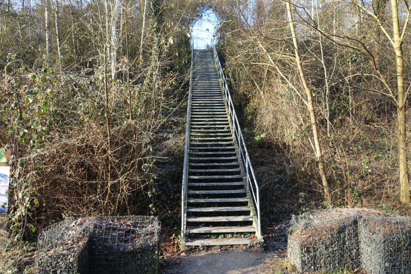Rapsfeld