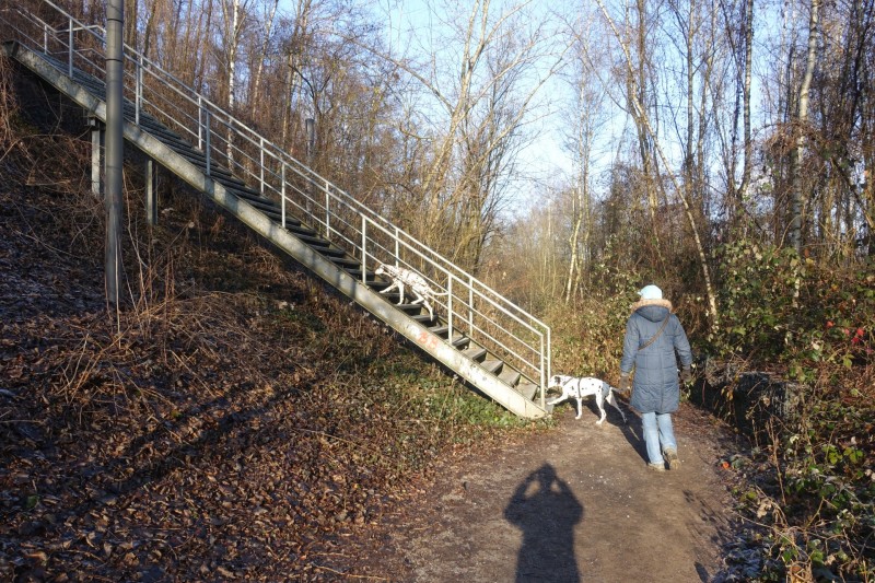 Rapsfeld