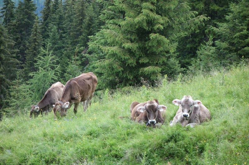 Rendlbahn - Rendl-Alm
